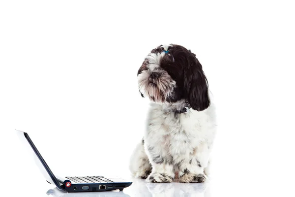 Shih tzu mit Computer isoliert auf weißem Hintergrund Hund — Stockfoto