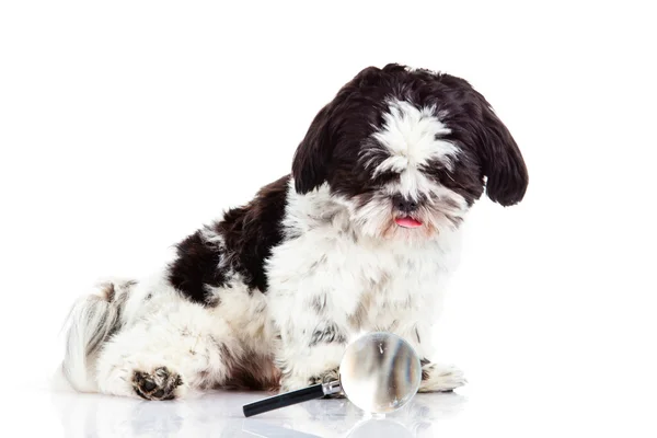 Shih tzu isolato su cane di sfondo bianco — Foto Stock