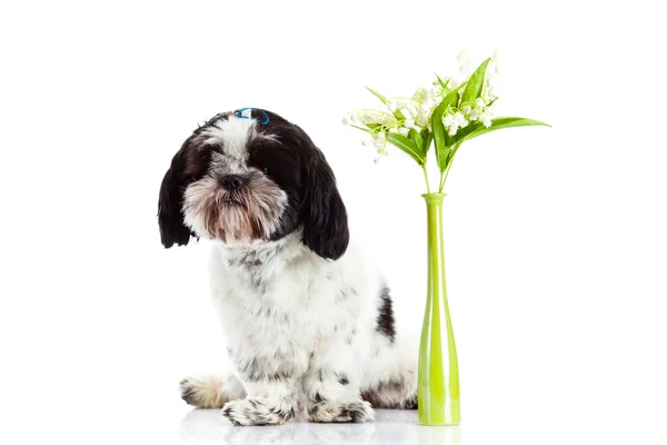 Dog with lily of the valley isolated on white background. spring — Stock Photo, Image