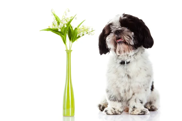 Dog with lily of the valley isolated on white background. spring — Stock Photo, Image