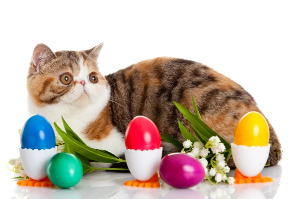 Gato con huevos de color pascua aislados sobre fondo —  Fotos de Stock