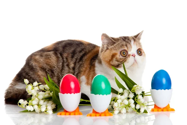 Kočka s barevnými kraslic, izolované na pozadí — Stock fotografie