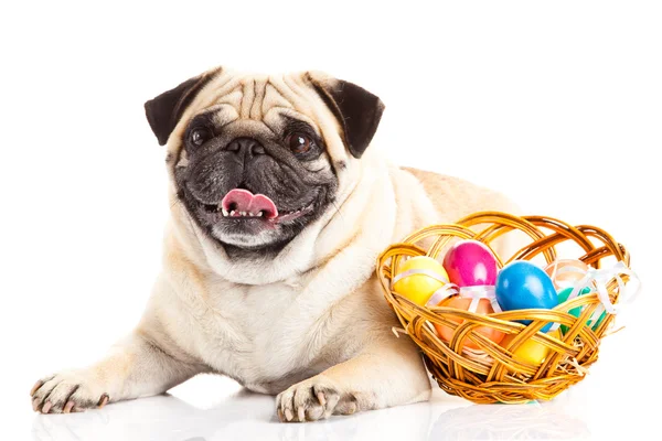 Beyaz arka plan üzerinde izole köpek Paskalya yumurtaları pug
