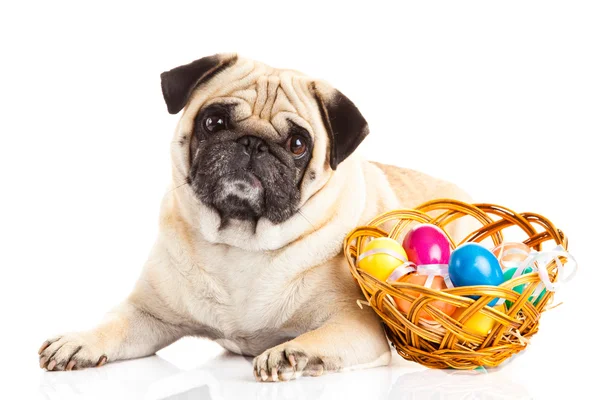 Beyaz arka plan üzerinde hayvan izole köpek Paskalya yumurtaları pug