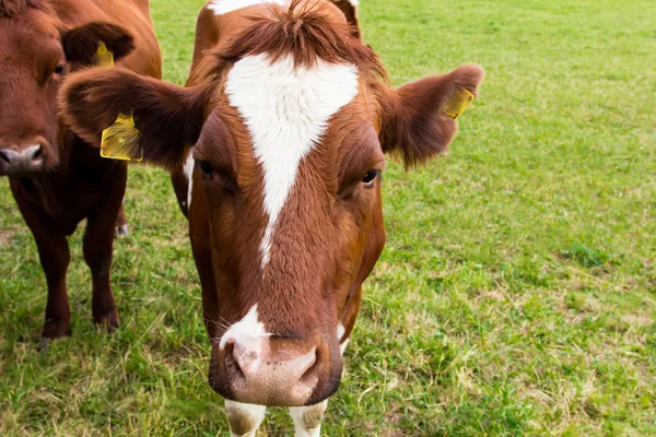 Vacas em campo, pastoreio, leite, produtos lácteos — Fotografia de Stock