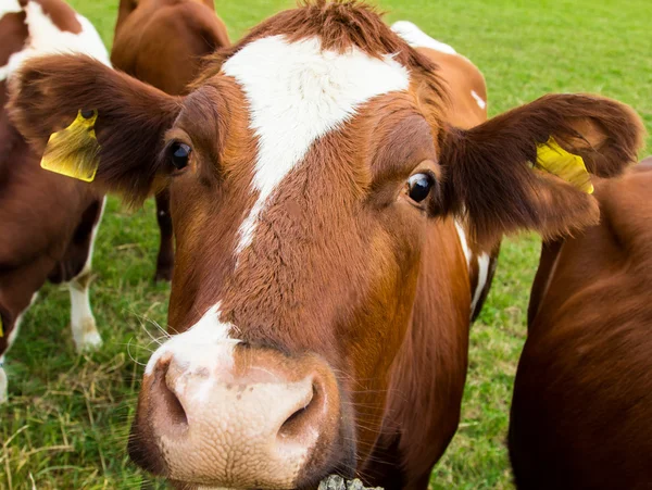 Kor på fältet, bete, mjölk, mjölkprodukter — Stockfoto