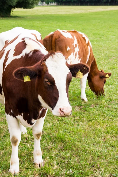 Vacas em campo, pastoreio, leite, produtos lácteos — Fotografia de Stock