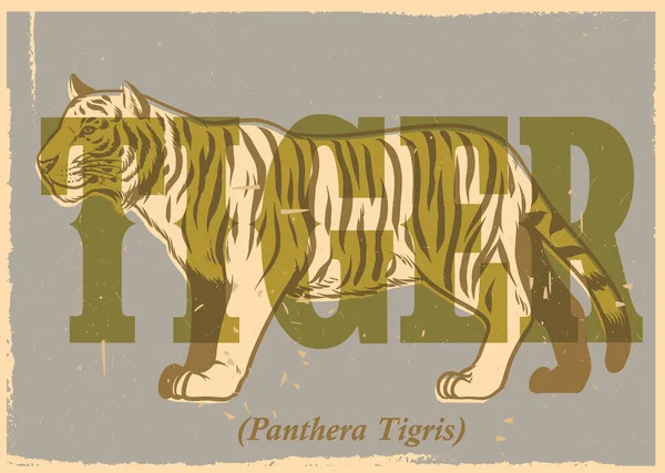 Ruční Kreslení Stylu Vinobraní Tygr Plakát — Stockový vektor