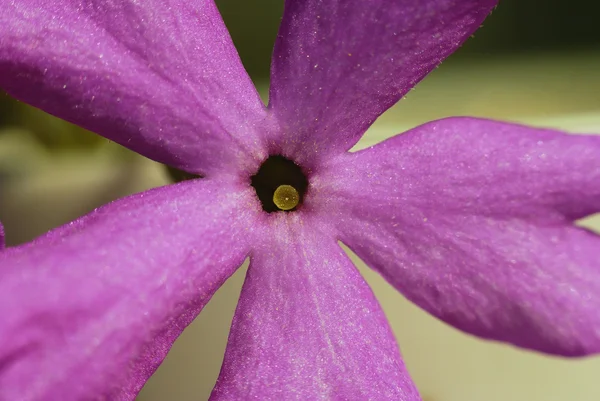 Pink flower — Stock Photo, Image