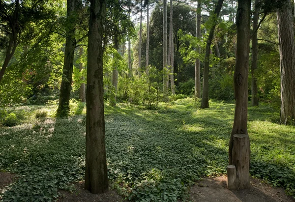 Fantastische hout Stockafbeelding