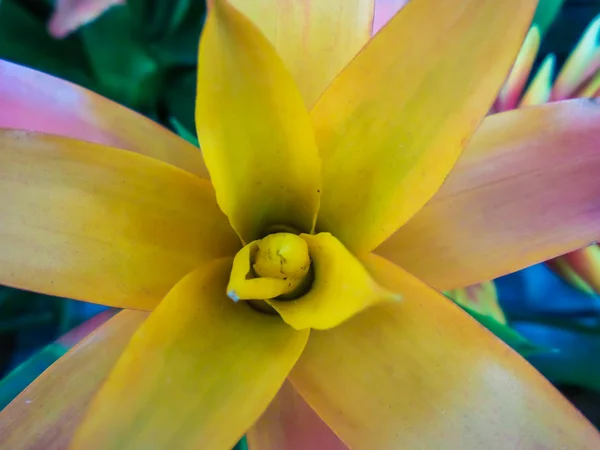 Flowers — Stock Photo, Image