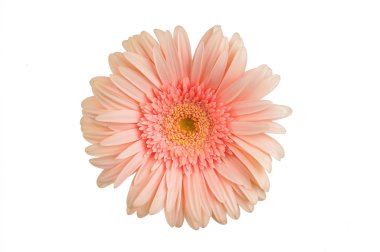 Gerbera