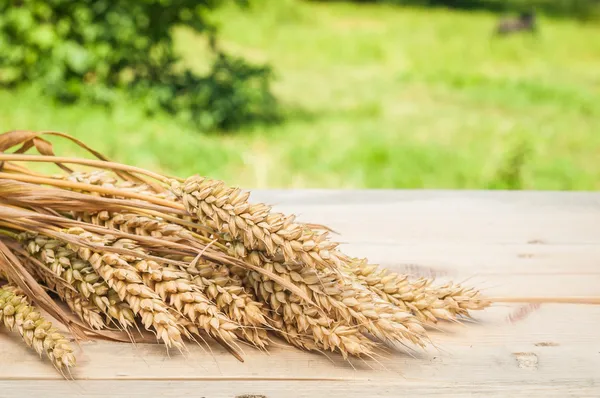 Vete spikepšenice špička — Stockfoto