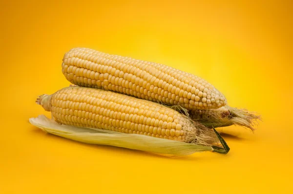 Corn — Stock Photo, Image