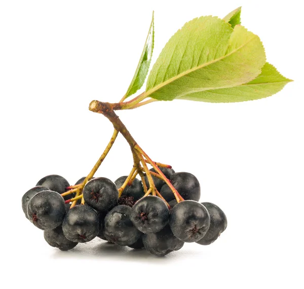 Chokeberry isolated — Stock Photo, Image