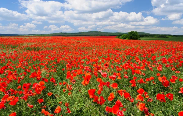 Vast poppy field — Stock Photo, Image