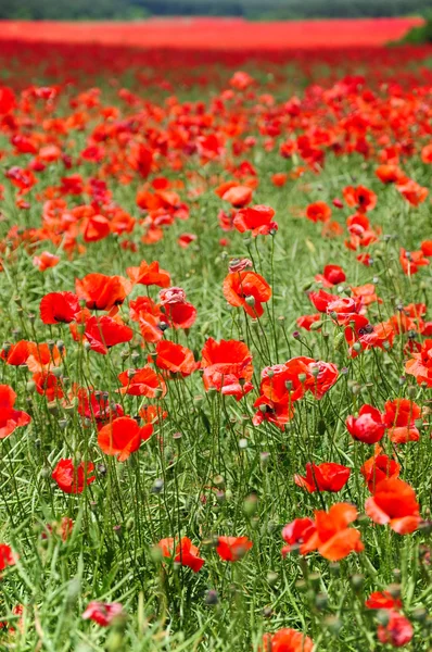 Poppy field — Stock Photo, Image