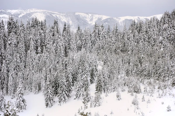 Górskim lesie w zimie — Zdjęcie stockowe