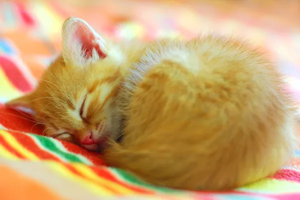 Spící malé červené kotě Royalty Free Stock Obrázky