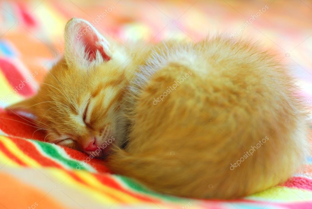 Küçük kırmızı kedi uyuyor — Stok Foto © marina_krk 20353709