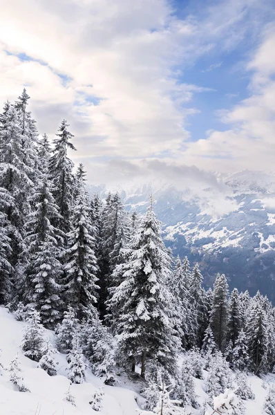 Winterwald in den Alpen — Stockfoto