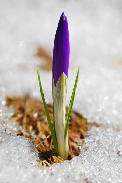 First spring flower — Stock Photo, Image