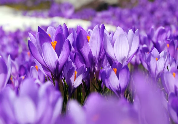 Purple crocus flowers — Stock Photo, Image