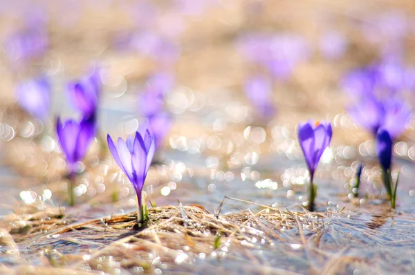 Krokus kwiaty rosnące w strumieniu — Zdjęcie stockowe