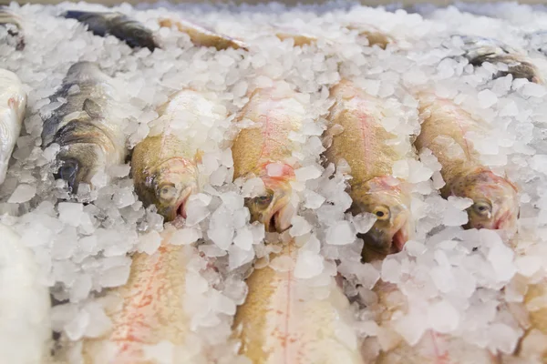 Fresh fish in ice — Stock Photo, Image