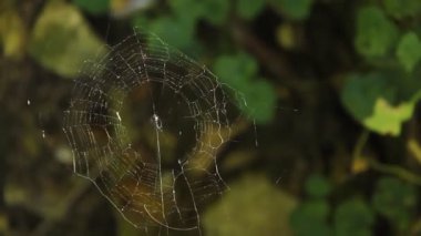 doğa çevreleyen içinde örümcek ağı