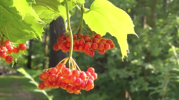 Kırmızı elderberries ağaca asmak — Stok video