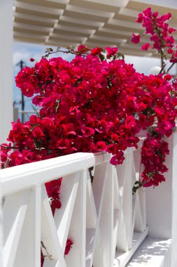 balkon, santorini güzel kırmızı çiçek. Yunanistan.