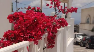 balkon, santorini güzel kırmızı çiçek. Yunanistan.