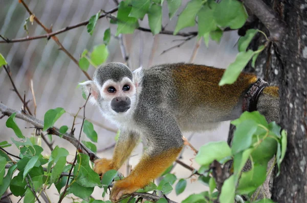 Sincap maymun saimiri