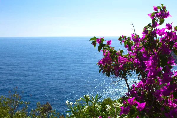 Vista Panorâmica Ilha Mar Flor Rosa Dia Ensolarado Corfu Grécia — Fotografia de Stock
