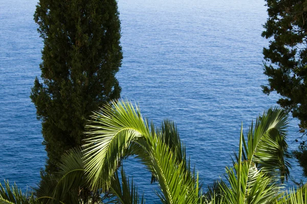Yaz dönemi. Güneşli bir günde, palmiye yapraklarına ve denize yakın çekim. Yunanistan.