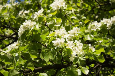 Çiçek arkaplanı. Beyaz çiçekli ağaç dalları. Yakın plan..
