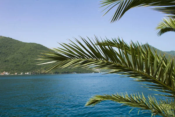 Fondo Verano Primer Plano Hojas Palmeras Mar Montañas Día Soleado — Foto de Stock