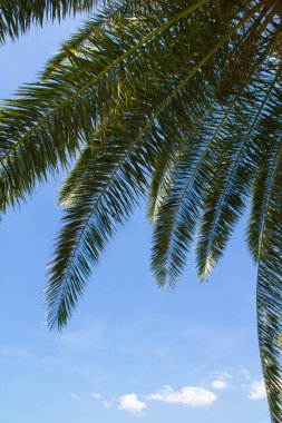 Yaz dönemi. Güneşli bir günde, palmiye yapraklarına, denize ve dağlara yakın. Konum dikey.