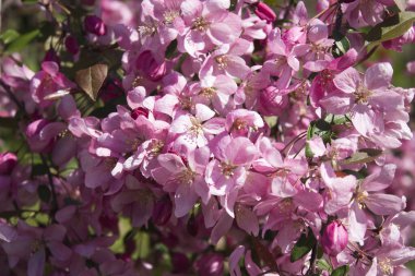 Pembe sakura çiçeği. Yakın plan. Bahar doğası arka planı.
