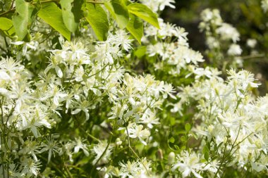 Beyaz çiçekler. Yakın plan. Bahar ya da yaz arkaplanı.