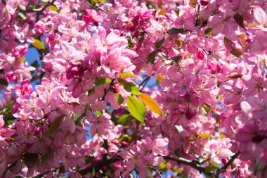 Çiçek arkaplanı. Mavi gökyüzüne karşı çiçek açan pembe sakura. Yakın plan..