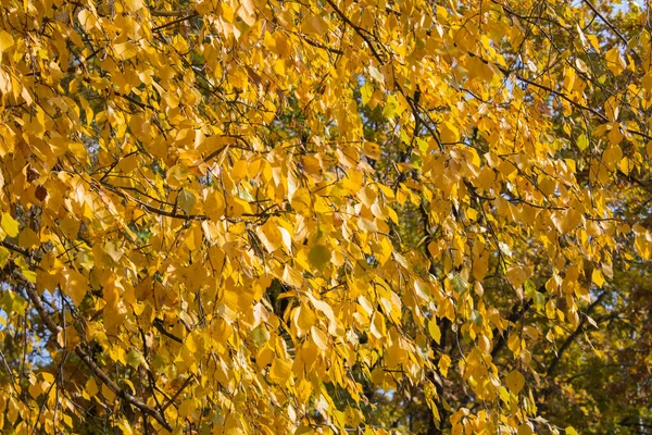 自然の秋の背景 森の中に黄色の葉を持つ白樺の枝のクローズアップ — ストック写真