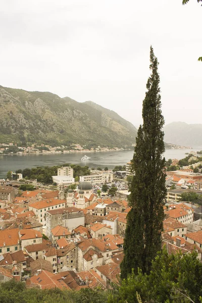 Panoramic View Old Town Summer Day Kotor Montenegro Location Vertical — Stock Photo, Image