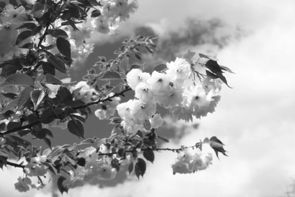 White Blooming Sakura Flower Background Close — Fotografia de Stock