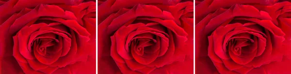 Collage Fiori Rosa Rossa Primo Piano Sfondo Estivo — Foto Stock