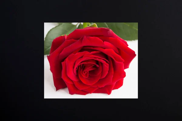Collage Red Rose Black Background Close Copy Space — Foto Stock