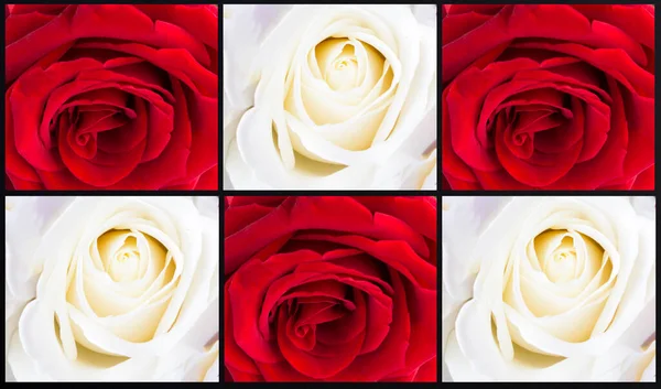 Gül çiçeği kolajı. Kırmızı ve beyaz güllere yakın çekim. Yaz arkaplanı.