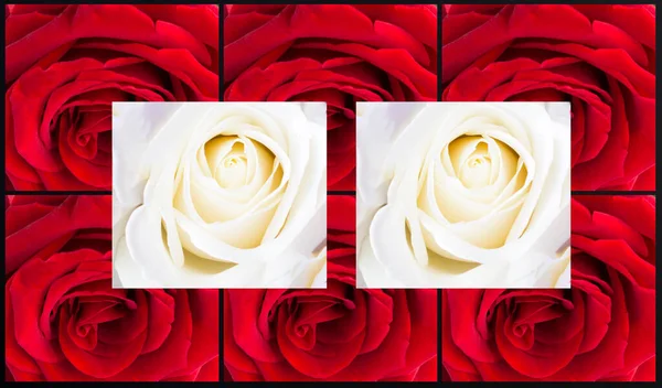 Rose Flowers Collage Close White Red Roses Summer Background — Foto Stock