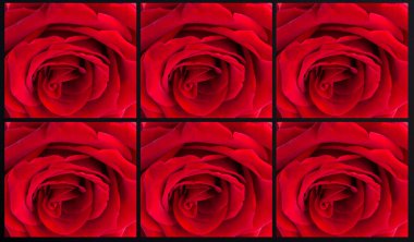 Red rose flowers collage. Close-up. Summer background.